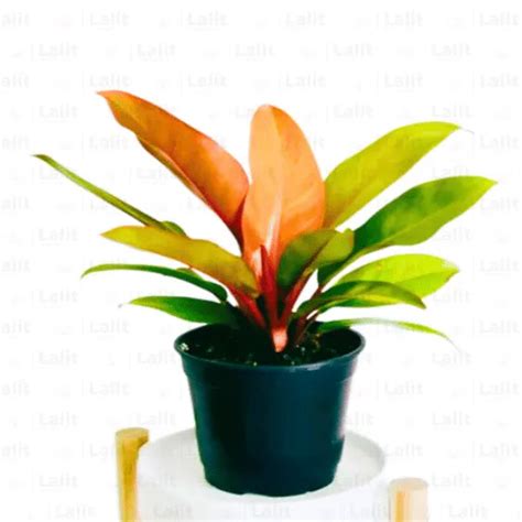 Philodendron ‘Prince of Orange’ - Plant – Lalit Enterprise