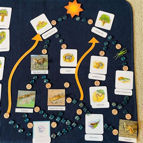 Desert Food Webs
