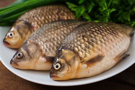 Ikan gabus Images - Free Download on Freepik
