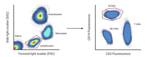 Flow Cytometry Explained 的图像结果
