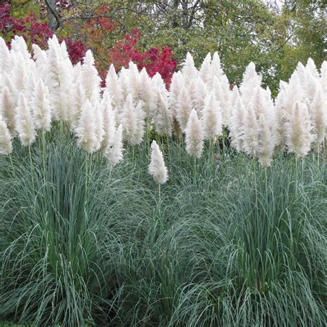 10 Ornamental Grasses to Grow in Your Yard | Family Handyman
