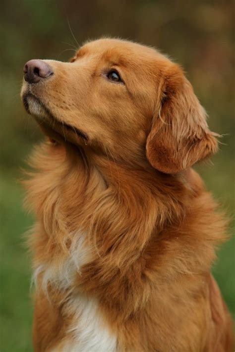 Can A Mcnab Dog And A Nova Scotia Duck Tolling Retriever Be Friends