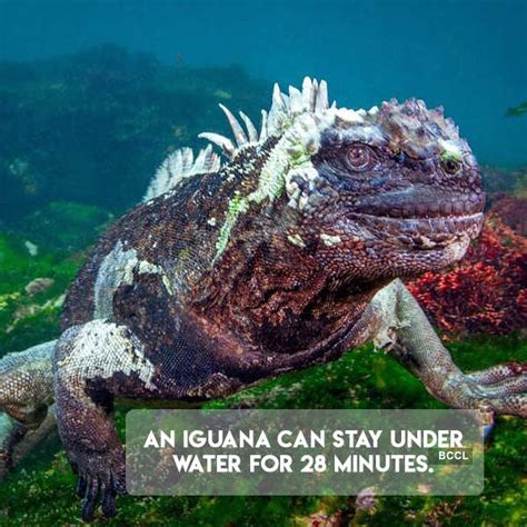 Interesting animal trivia Photogallery - ETimes