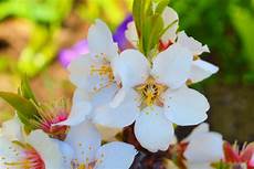 fiori d bach fiori di bach elenco propriet 224 e benefici rimedi fiori d bach fiori di bach elenco propriet 224 e benefici rimedi
