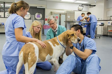 Sciences And Veterinary Medicine at Erin Irving blog