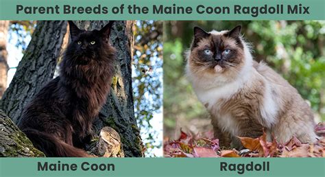 Maine Coon Ragdoll Mix: Info, Pictures, Care, Traits & More - Catster