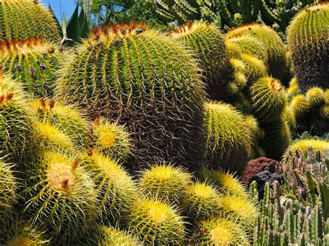 Scottsdale Daily Photo: Photo: Golden Barrel Cactus