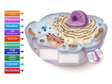 Cell Label 的图像结果