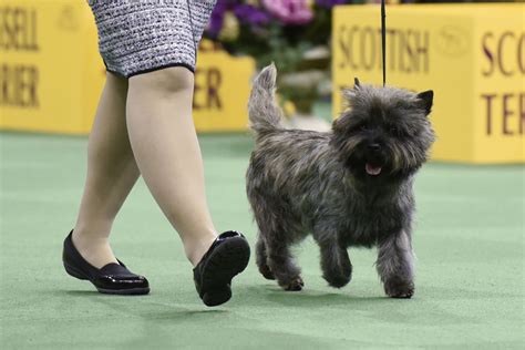 Cairn Terrier went from Wizard of Oz popularity to possible extinction