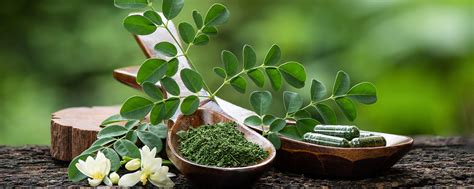 How a Scientist Quit His Job to Redefine Organic Moringa Farming