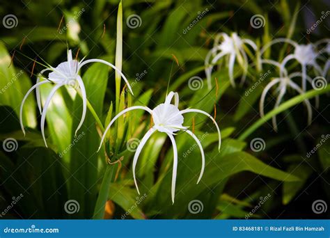 White Spider Lily stock image. Image of tropical, flower - 83468181