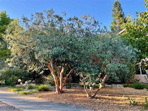 Feijoa sellowiana (syn. Acca sellowiana), pineapple guava | Trees of ...