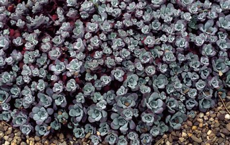 California Native Ground Cover Plants