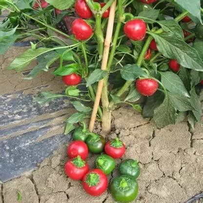 Nooelec Seeds India E Garden Organic Carolina Reaper Hp22B Pepper ...