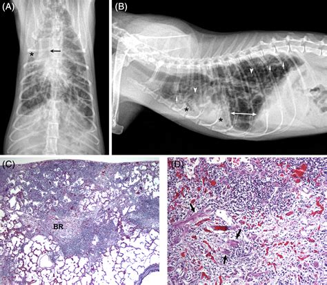 Perspectives in veterinary medicine: Description and classification of ...