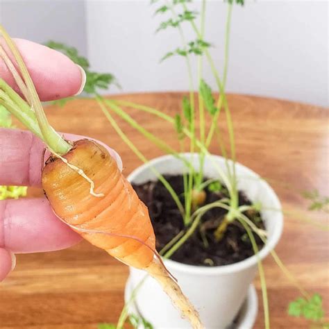 How To Grow Carrots Indoors At Home In Flower Pots
