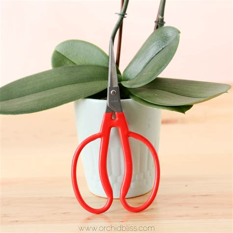 Orchid Facts - Orchids Are More Than Just a Pretty Face - Orchid Bliss