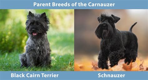 Carnauzer (Cairn Terrier Schnauzer Mix): Info, Pictures, Care Guide ...