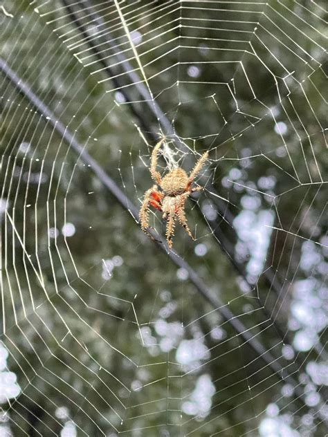 Garden Orb Weaver Spider Poisonous