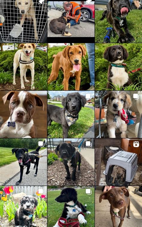 Pizza and Pups! Adoption Event, 701 W Hillgrove Ave, La Grange, IL, 29 ...