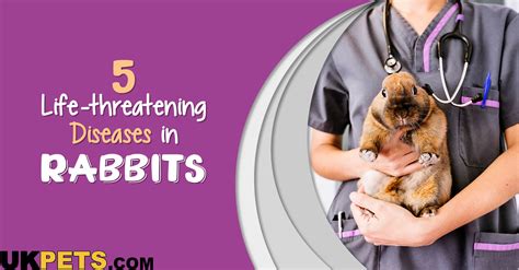 5 Dangerous Rabbit Diseases to Watch Out For | UKPets