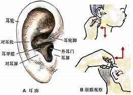 耳轮 的图像结果