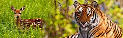 Travel Agent In Haridwar|Chardham Tour Operators in Haridwar