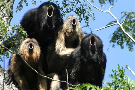 Thousands of howler monkeys killed in unprecedented wave of death in ...