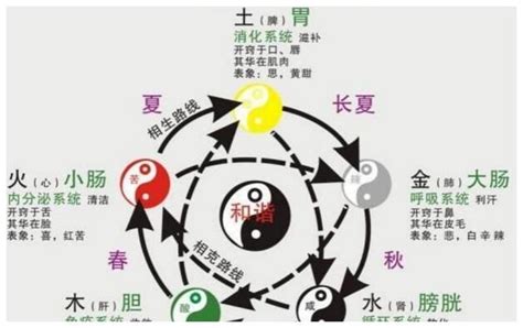 八字巧断口诀：身体各部五行属性（珍藏版）|小肠|大肠|膀胱_新浪新闻