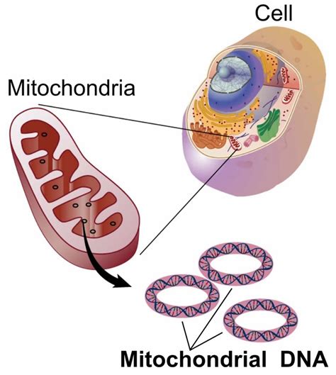 Mitochondria location, mitochondria cell and mitochondria function