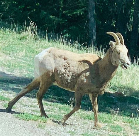 BIGHORN PARK AND CAMPGROUND (COALDALE, CO): 23 fotos e avaliações ...