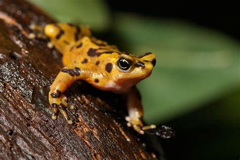 Panamanian Golden Frog - Zoo Atlanta