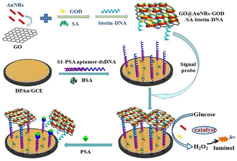 Modern Electrochemical Biosensing Based on Nucleic Acids and Carbon ...