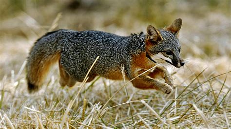 Once Nearly Extinct California Island Foxes No Longer Endangered | NCPR News