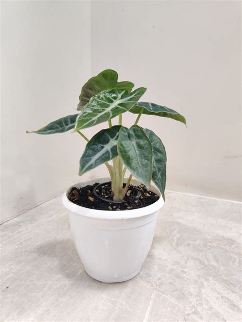 Buy Alocasia Parasol Plant – ChhajedGarden.com