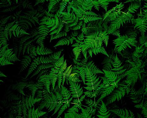 Download wallpaper 1280x1024 leaves, plant, green standard 5:4 hd ...