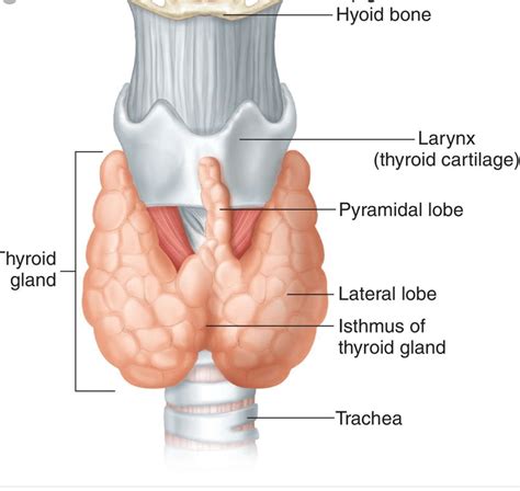 Isthmus Of The Thyroid Gland