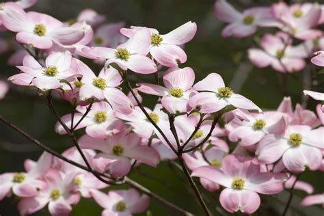 Kousa Dogwood Flower Kousa Dogwood Kousa Var Chinensis White Flowering