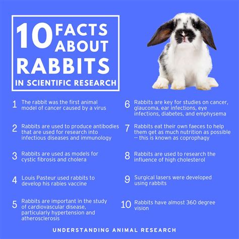 Jessica Lampe på LinkedIn: Interesting facts about rabbits 🐇
