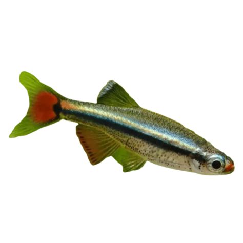 2-4cm White Cloud Minnow | Nick's Pet Needs