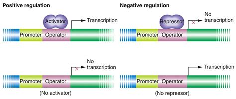 Image result for Positive and Negative Control Gene Regulation