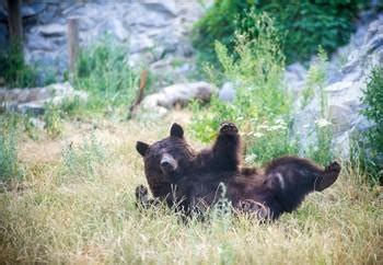 Bears Being Goofy - FOUR PAWS International - Animal Welfare Organisation