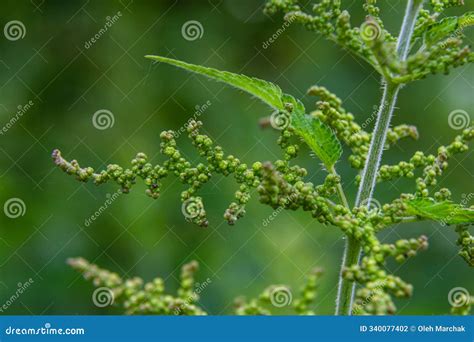 Urtica Dioica or Stinging Nettle, in the Garden. Stinging Nettle, a ...