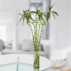 bambou en vase 5 spiral stick lucky bamboo gurgaon florist bambou en vase 5 spiral stick lucky bamboo gurgaon florist