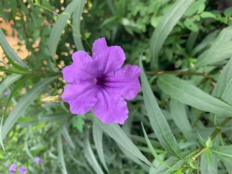 Ruellia simplex, Mexican Petunia — Horticulture Is Awesome!