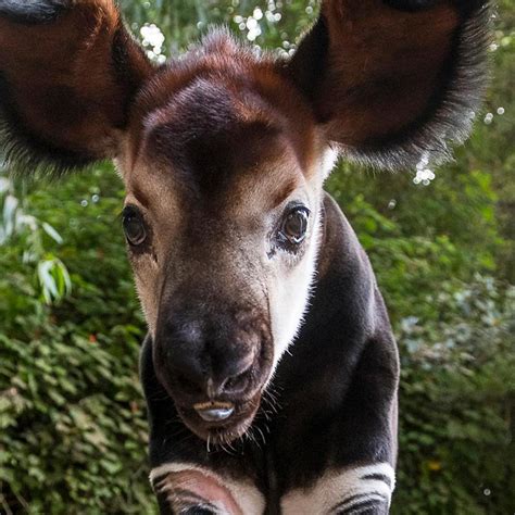 Okapi 的图像结果