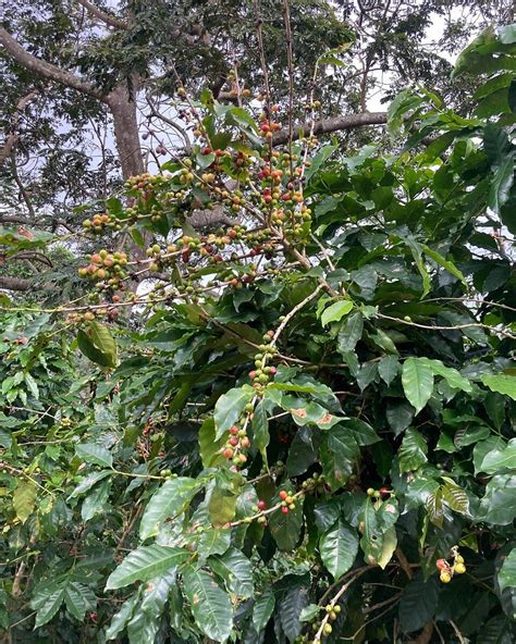 SANDRA FARMS (2025) All You Need to Know BEFORE You Go (with Photos ...