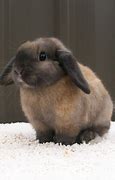 Image result for Black Baby Holland Lop Bunnies