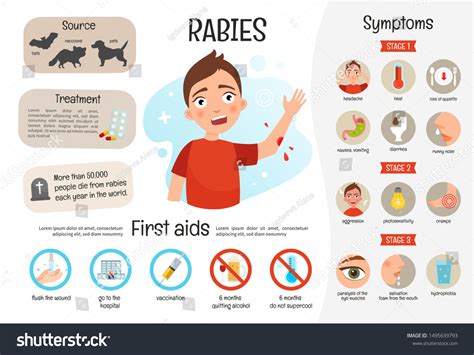 What Are The Early Stages Of Rabies In Dogs at Glen Williams blog - stages of rabies in humans