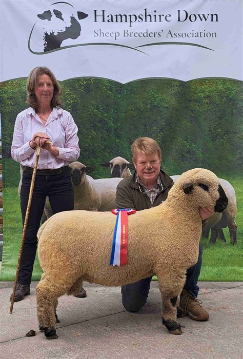 Sizzling Trade for Females at the NI Export Sale - Hampshire Down Sheep Breeders Association